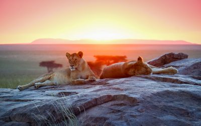 Essential Terminology in the Luxury Glamping Industry